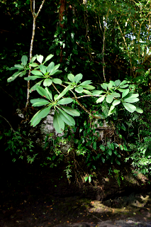 Frangipani at Rio Viejo, Puriscal