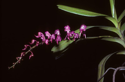 Aerides huttonii care and culture