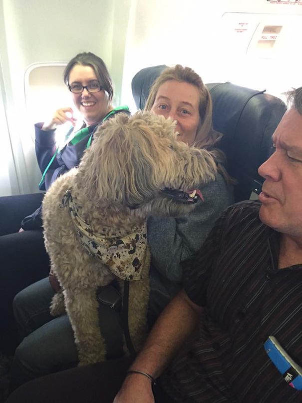 Airlines Break Their Own Rules So Pets Can Escape Fires - So it’s wonderful that they can take their beloved animals with them