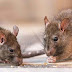 Barang Bukti 200 Kilogram Ganja Hilang, Polisi Salahkan Tikus