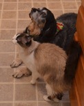 Jeremy and Abby think there will be treats for them as well.