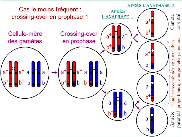 Le brassage intrachromosomique