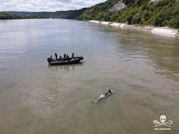 L’orque qui errait dans la Seine entre Rouen et Le Havre a été retrouvée morte