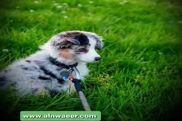 لماذا كلبي يأكل العشب ؟