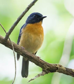 Suara Burung Sikatan Bakau Sulawesi