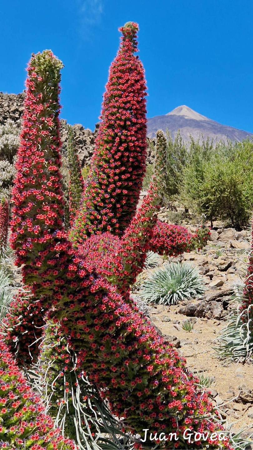 Jugando con las formas. Tajinastes del Teide