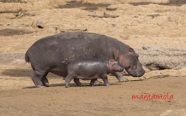 Hippopotamus