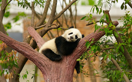 Five Interesting Facts about Pandas