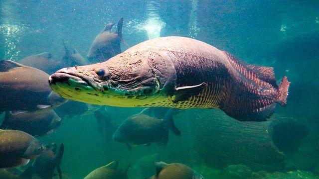  Gambar Ikan Arapaima  Gigas Terbesar Berbahaya dapat Makan 