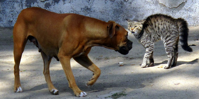 Photos Cat VS Dog Fight 5