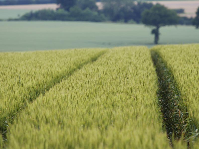 field wallpaper. Green Rice Field Wallpaper