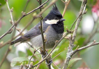 Rufous-vented Tit