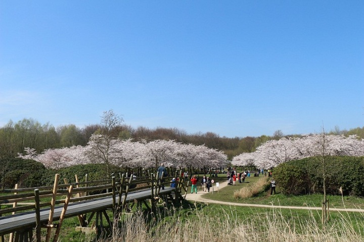 Amstelveen, Tempat Bunga Sakura Mekar di Belanda