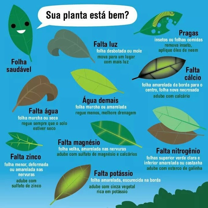 Como reconhecer pelas folhas os sintomas que a planta apresenta