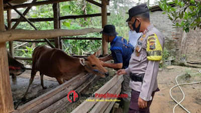 Vaksinasi Hewan Ternak, Polsek Lambu Kibang Terjunkan Bhabinkamtibmas Bersama Vaksinator