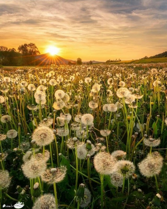 Medical use of dandelion 