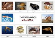 ANIMALES INVERTEBRADOS