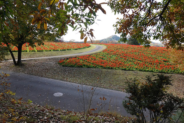 鳥取県西伯郡南部町鶴田 とっとり花回廊 花の丘