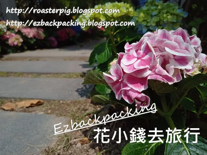 繡球花Hydrangea