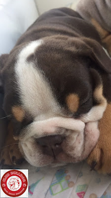 Dark Chocolate - Tri English Bulldog Puppy