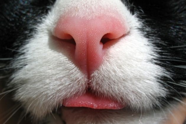 Apa Warna Hidung Kucingmu ? Inilah Artinya - Bobo