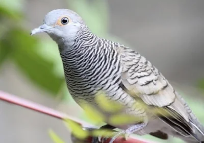 Kisah Burung Perkutut di Sangkar Emas