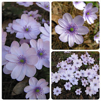 Печёночница средняя (Hepatica x media) 'Holzdorfer Silver'  Печёночница трансильванская  Hepatica transsilvanica купить печёночницы купить печёночницу трансильванскую купить махровые печёночницы