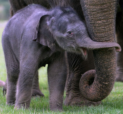 Pictures of Baby Elephant