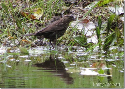 Red-wing Blackbird