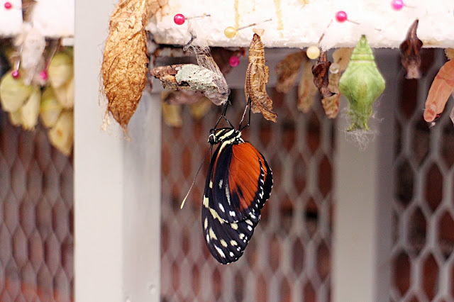 Butterflies at the National Museum in San Jose, Costa Rica