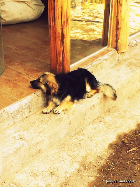 {ErinOutandAbout} The Beautiful Dogs of South America