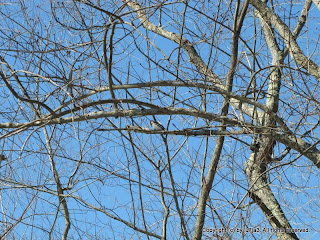 Downy Woodpeckers