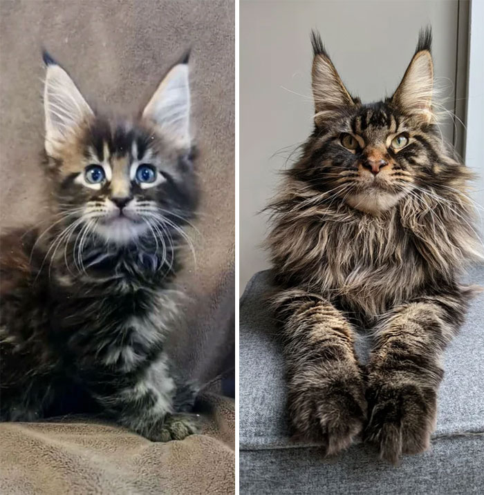 Cats who turned from ridiculous lumps into fluffy supermodels