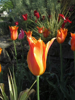 tulips