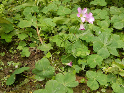 紫花酢漿草的花序