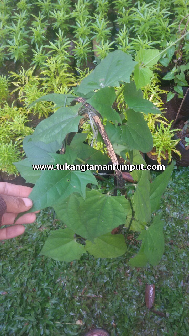 Jual Tanaman Rambat Untuk Kanopi Thunbergia TUKANG TAMAN