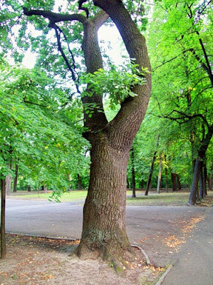 Дерево Владимирской горки