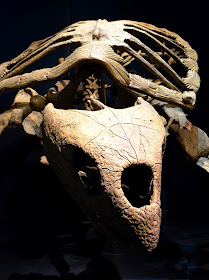 Tellus Science Museum, Fossil Gallery, Turtle