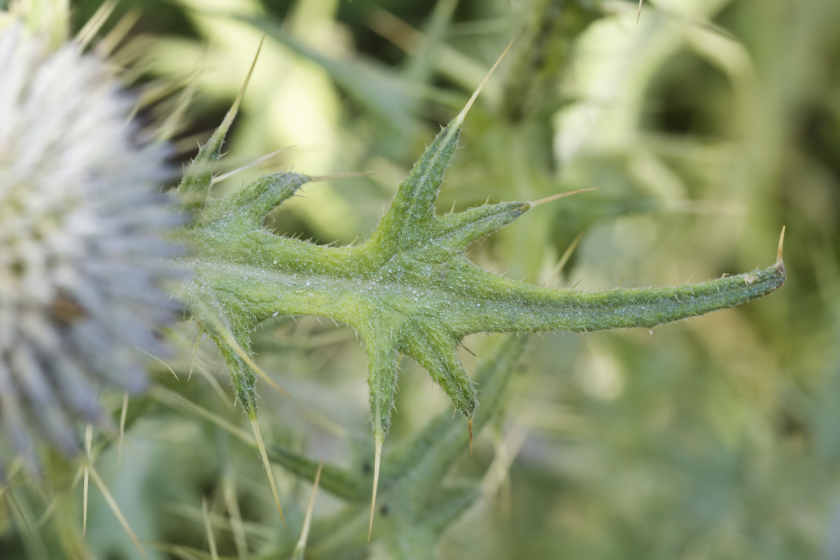 Cirsum vulgare