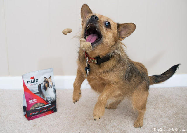 Mini Review: Nulo Freestyle Freeze-Dried Raw Dog Food