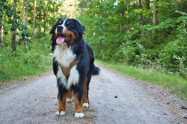 Exploring the Charm of Border Collies and Bernese Mountain Dogs
