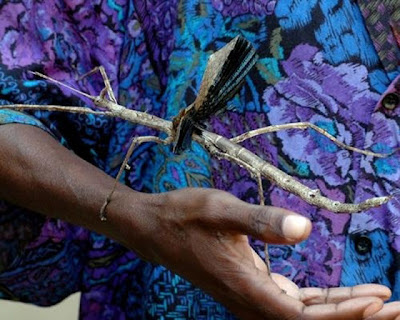 biggest camel spider in world. iggest camel spider in world.