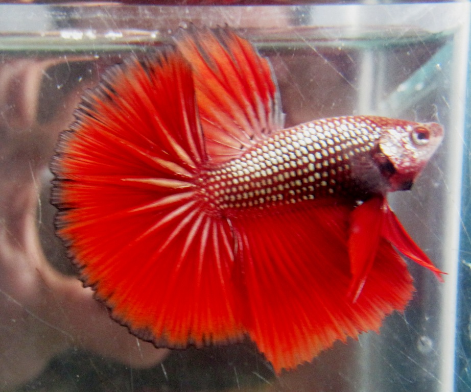 arseniastar Jual Ikan  Betta Cupang  Halfmoon Dragon 