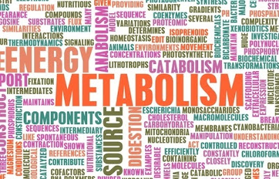 Fakta dan Mitos Metabolisme
