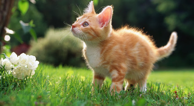 Cute Cats HD Wallpaper Free