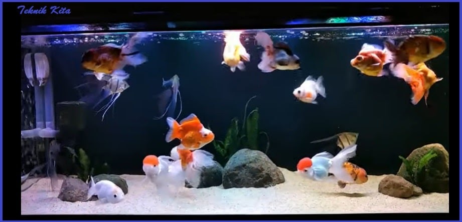 90 Koleksi Aksesoris Aquarium Ikan Mas Koki HD Terbaru