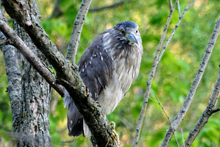 Giant bird named black crowned heron hunting in a marsh