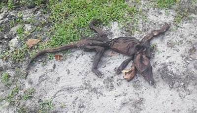 Bangkai Makhluk Misterius Ditemukan Di Florida