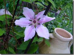 garden 034