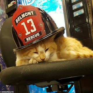 Gatito callejero rescatado por bombero se convierte en gato de terapia de estación